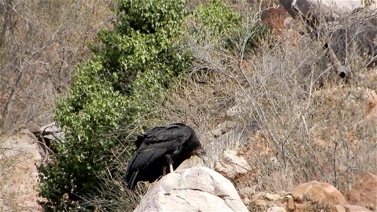 California condor chick #871