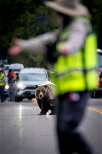 grizzly bear #399 and cub of the year emerge from hibernation on May 16, 2023 - 15 photo