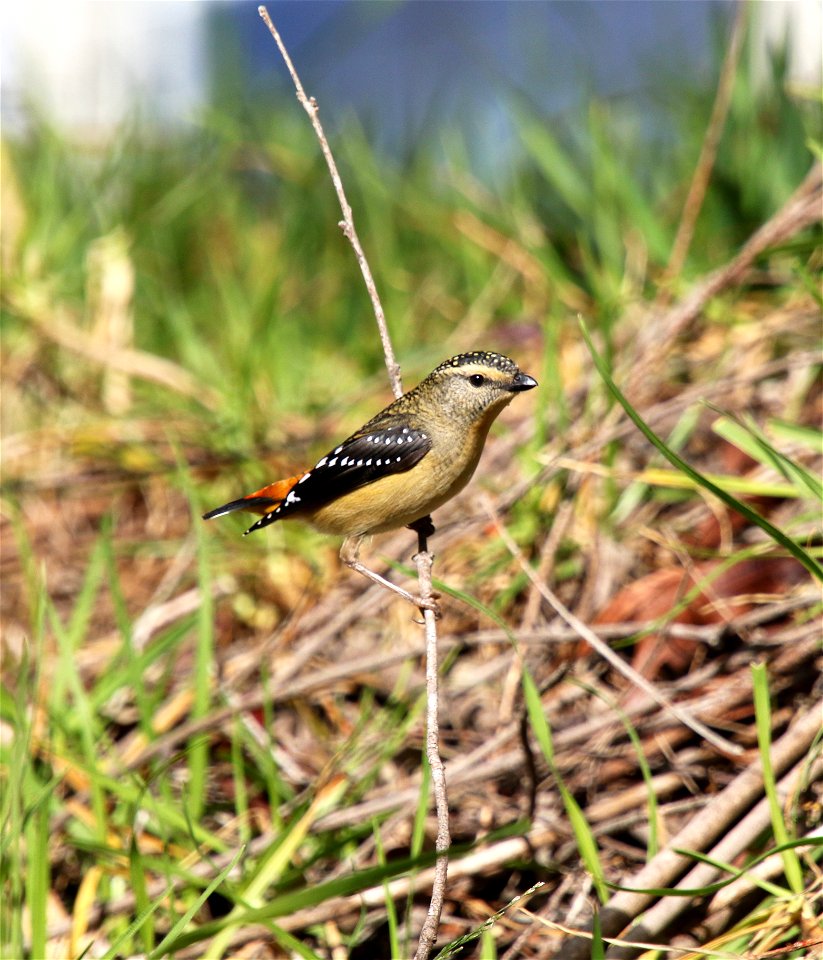 Spotted pardalote (pardalotus punctatus)
