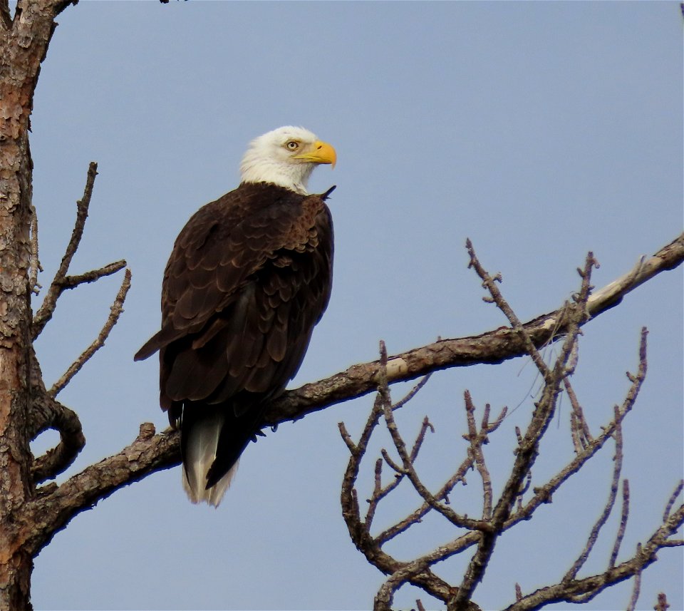 Bald Eagle