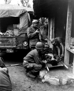 SC 348679 - Medical corpsmen at a field clearing station give blood plasma to a wounded American soldier near the Naktong River in Korea. 19 September, 1950. photo