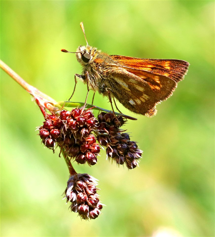 SKIPPER, SONORAN (Polites sonora) (5-31-2021) lake earl coastal lagoon trail, del norte co, ca -01