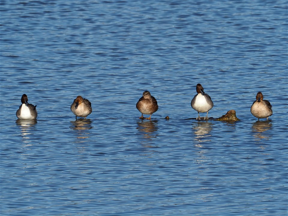 Kaffekränzchen unter Enten