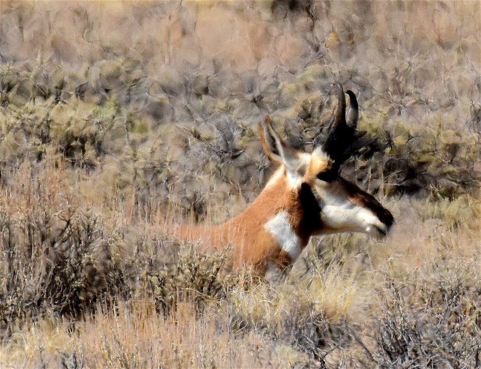 Pronghorn at Seedskadee National Wildlife Refuge
