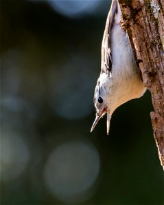 White-breasted Nuthatch