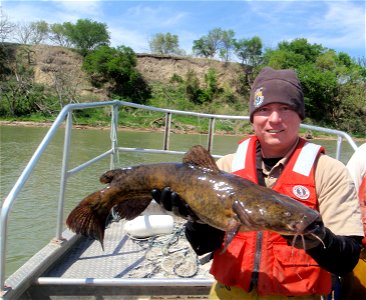 Flathead catfish photo