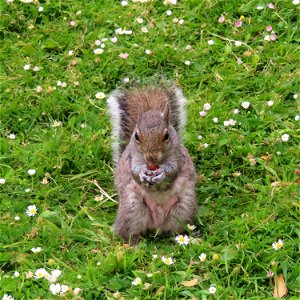 Grosvenor Park Squirrel. In Explore.