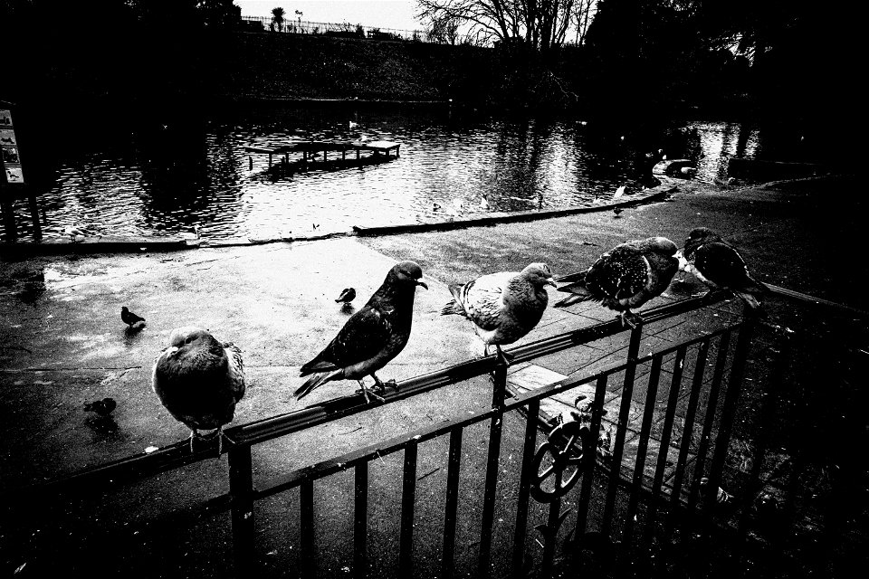 Flying Rats - Two from Grange