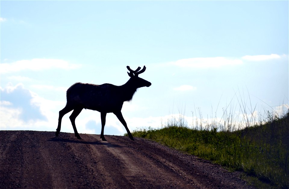 Elk at Neal Smith National Wildlife Refuge
