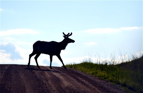 Elk at Neal Smith National Wildlife Refuge photo