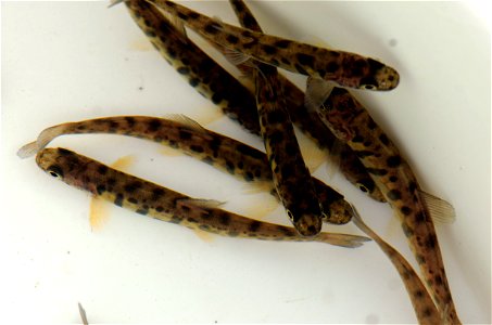 Young Lake Trouts