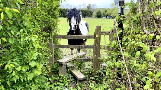 Stile Shire Horse. Admission 2  polos and a carrot!