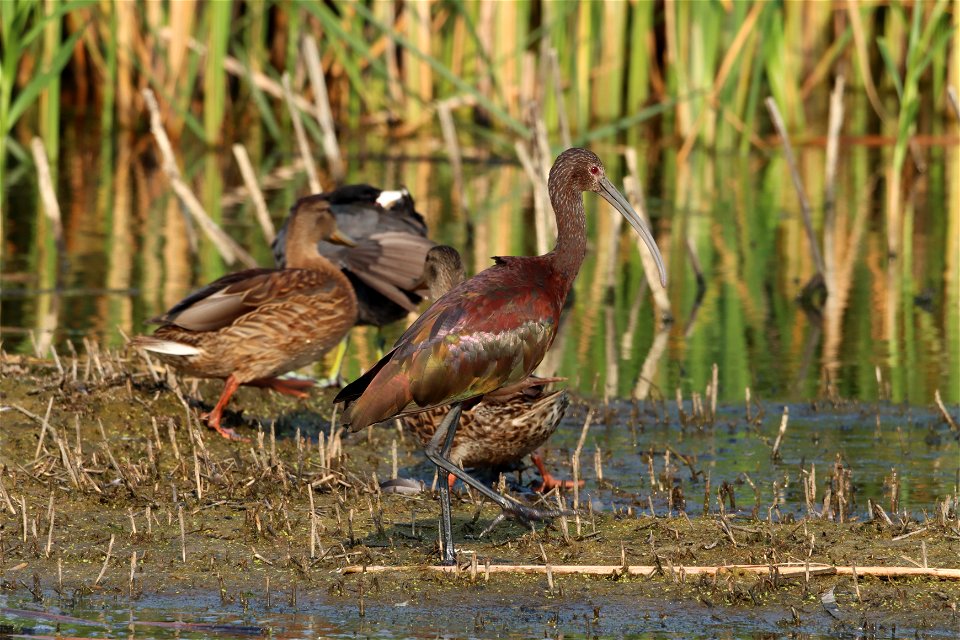 White-faced Ibis Mallard and an American Coot all share a Marsh