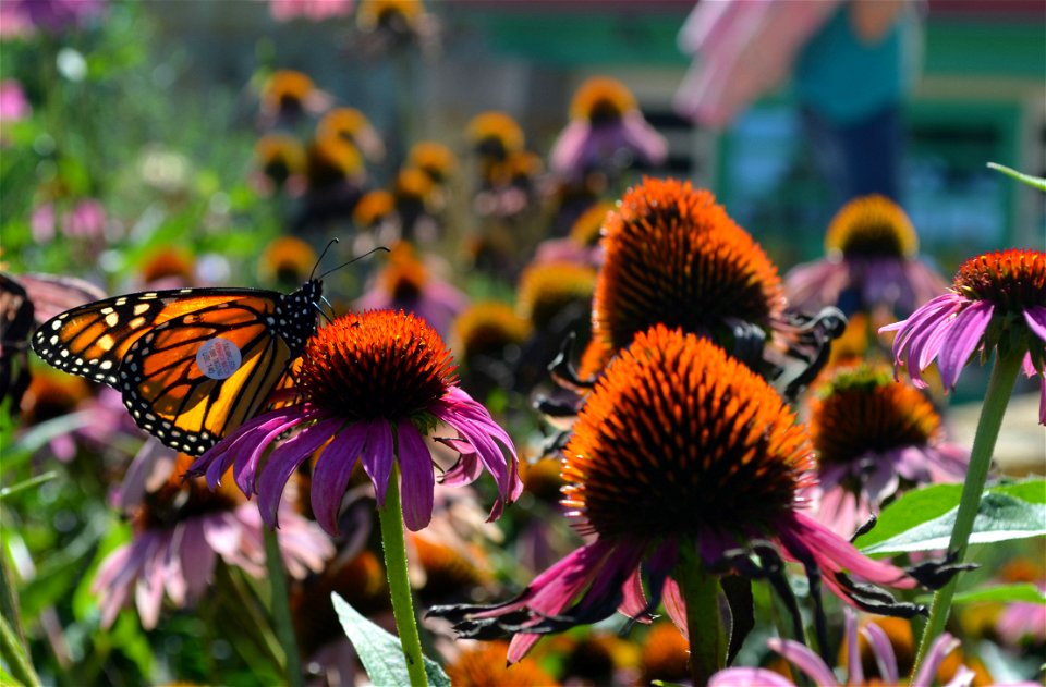 Tagged Monarch Butterfly on Purple Cone Flower