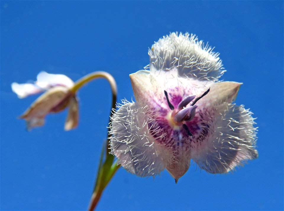 TOLMIE'S STAR TULIP (Calochortus tolmiei) (6-3--2021) low divide road, del norte co, ca -02