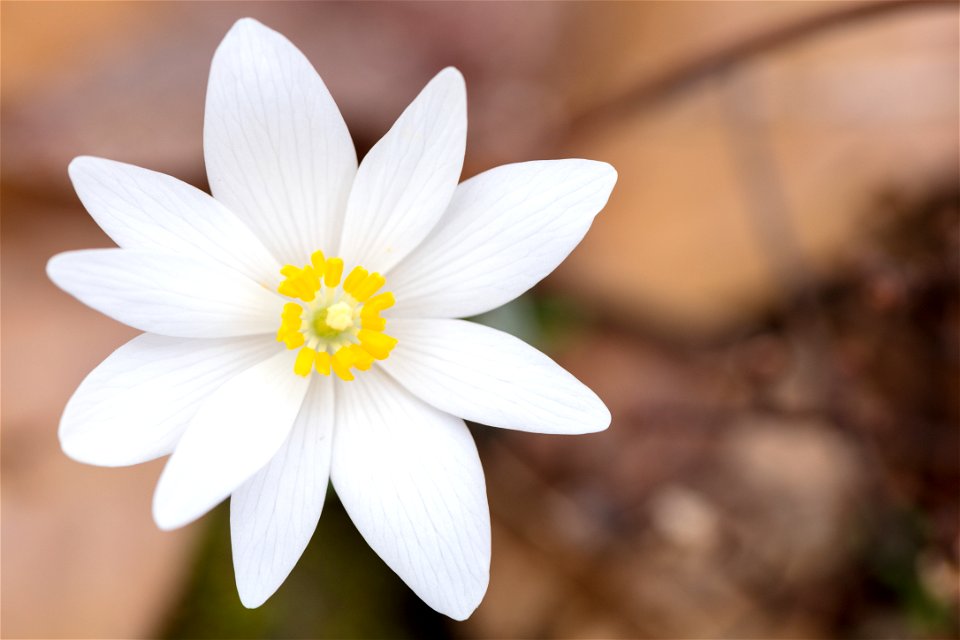 Bloodroot