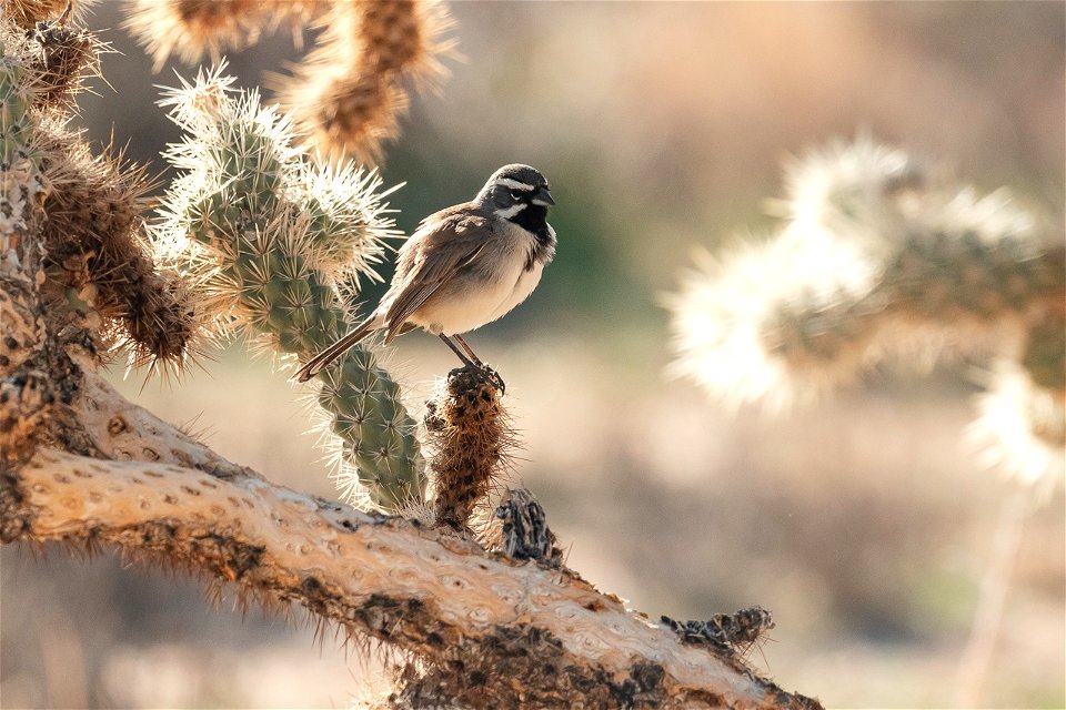 Black-throated Sparrow