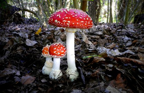 Fly agaric.