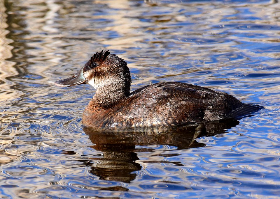 Ruddy duck at Seedskadee National Wildlife Refuge