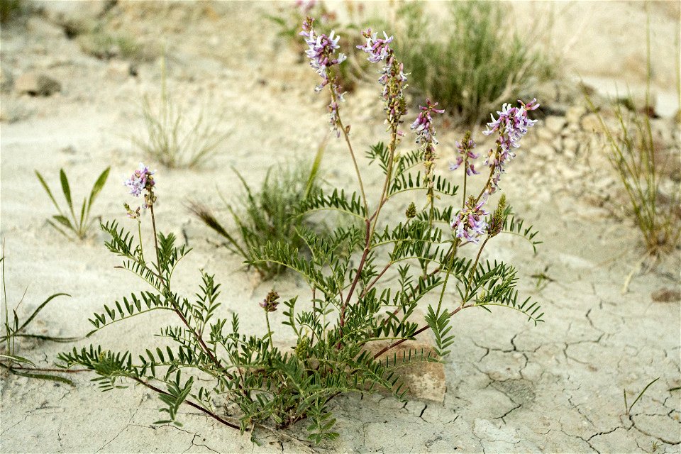 Astragalus bisulcatus