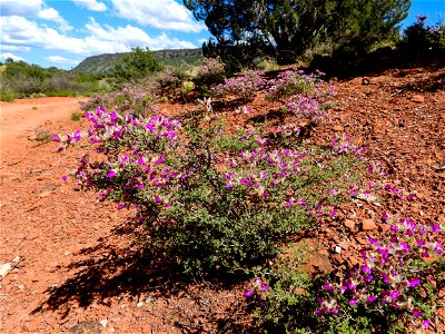 Spring wildflowers-07 photo