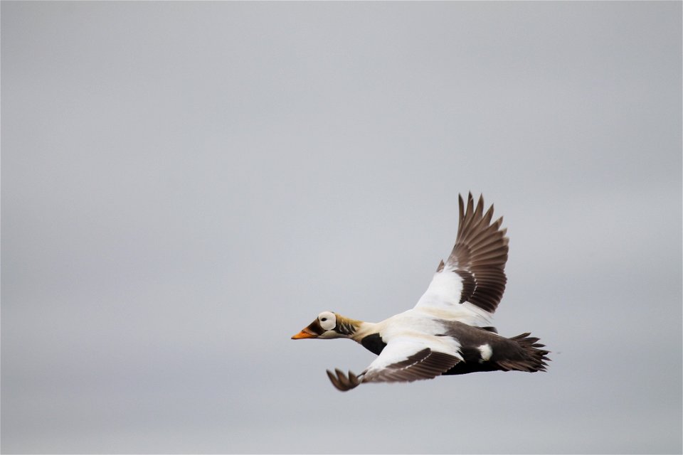 Spectacled Eider in Flight