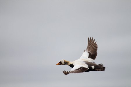 Spectacled Eider in Flight photo