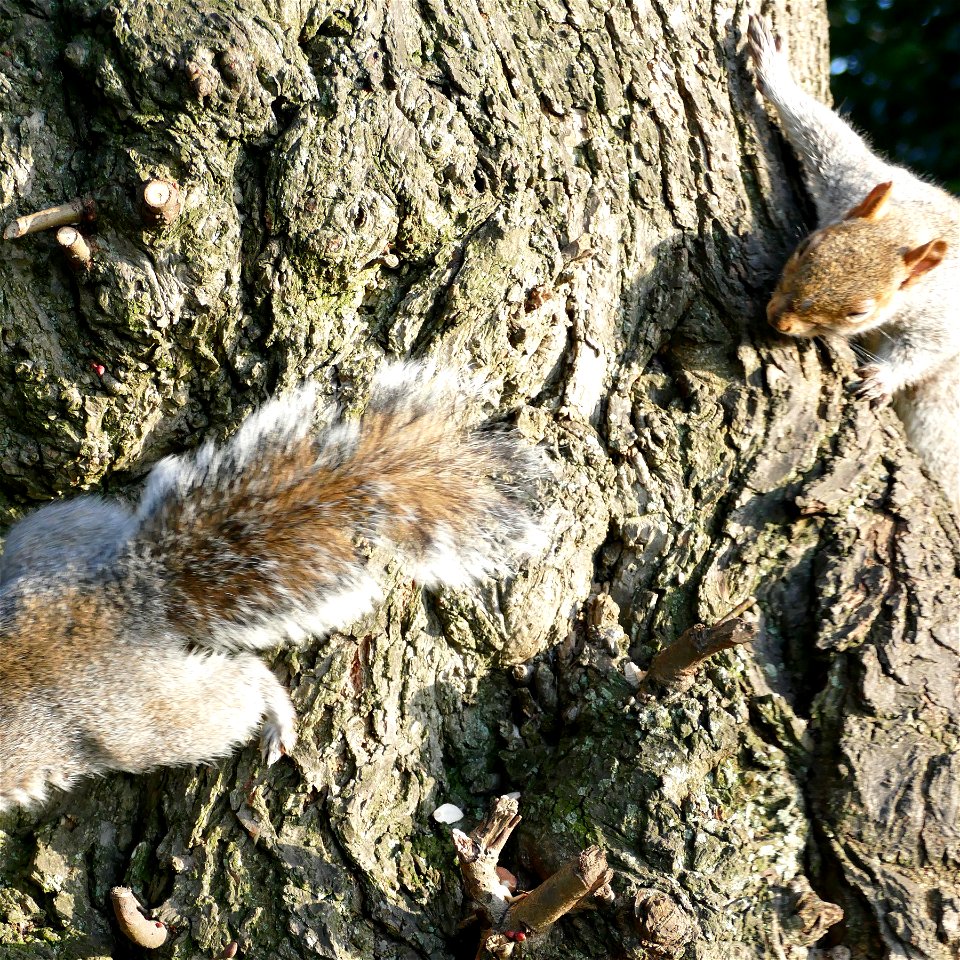 Long Squirrel