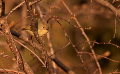 Ruby-crowned Kinglet photo