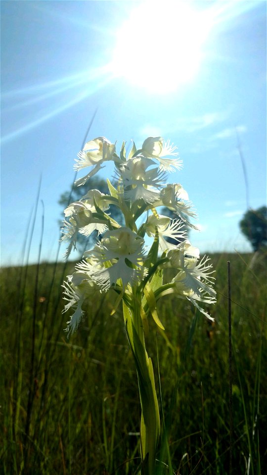 Federally Threatened Prairie Fringed Orchid