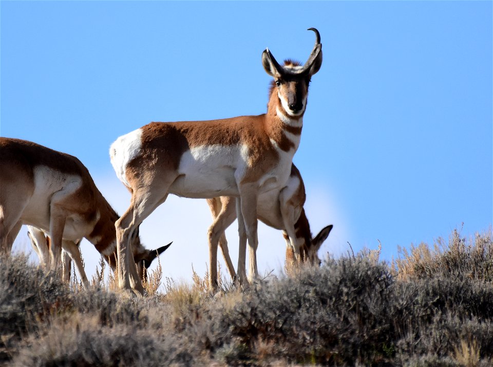 Pronghorn at Seedskadee National Wildlife Refuge