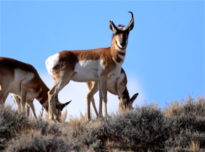 Pronghorn at Seedskadee National Wildlife Refuge