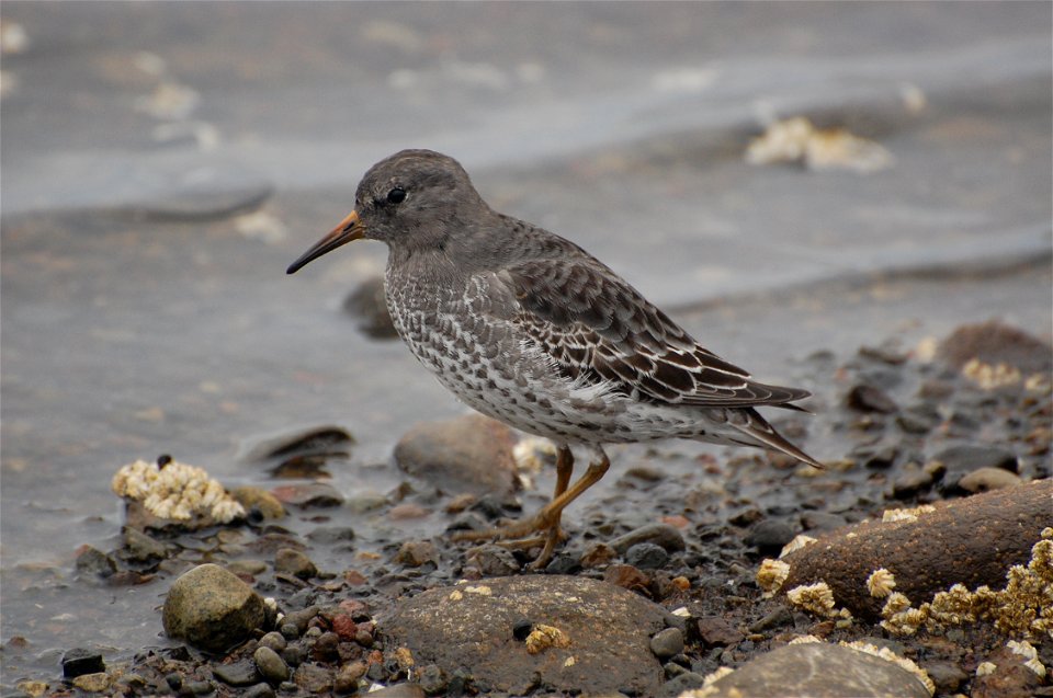 Rock Sandpiper photo