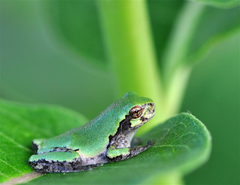 Eastern Gray Treefrog at Horicon National Wildlife Refuge