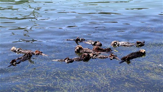 Morro Bay Southern Sea Otters