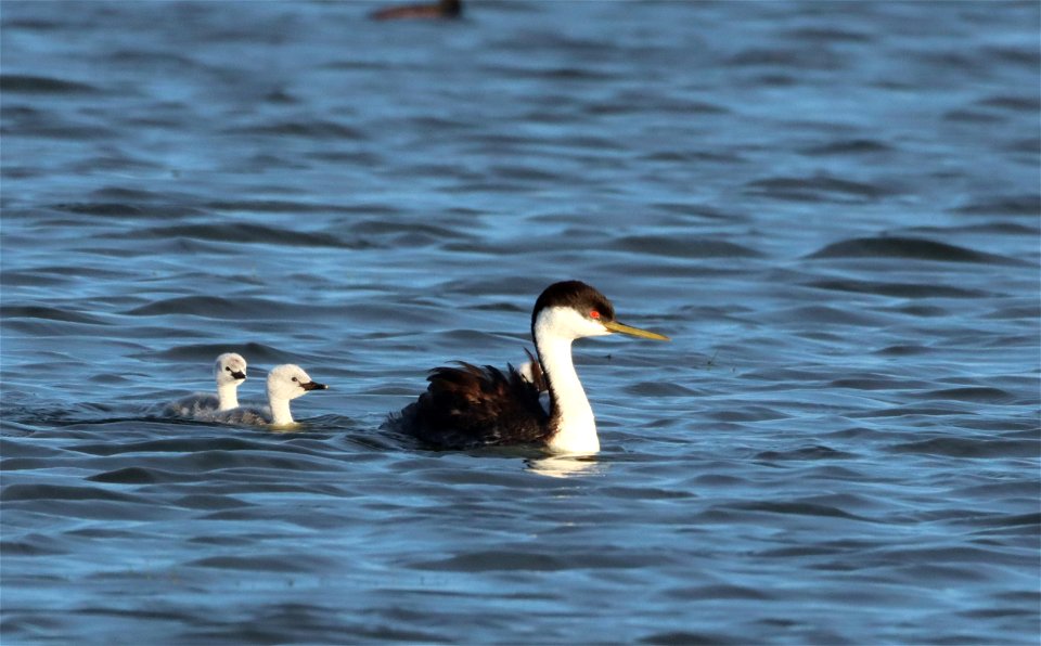Western Grebes on the Huron Wetland Management District South Dakota