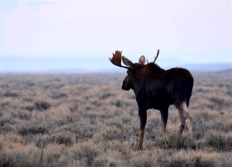 Moose at Seedskadee National Wildlife Refuge