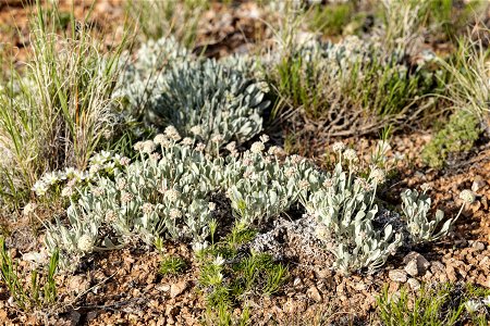 Eriogonum pauciflorum
