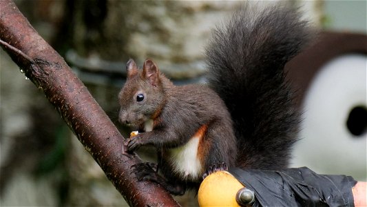 Ein neues Oachkatzl-Männchen mit interessanter Sitztechnik