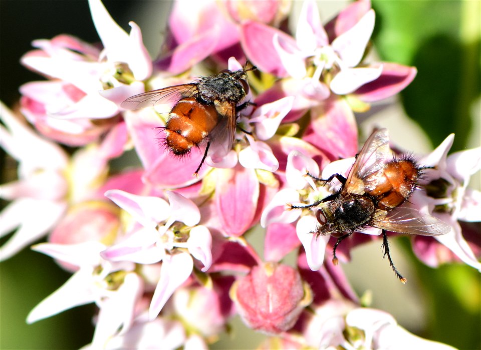 Bristle or Tachinid fly (Peleteria iterans)  at Seedskadee NWR Wyoming