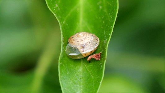 Gehäuse einer Kartäuserschnecke