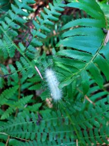 Fall webworm caterpillar, Mt. Baker-Snoqualmie National Forest. Photo by Anne Vassar Aug. 10, 2021.