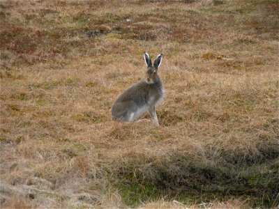 Tundra hare with summer coat photo