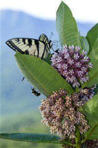 Eastern Tiger Swallowtail on Milkweed Flowers photo