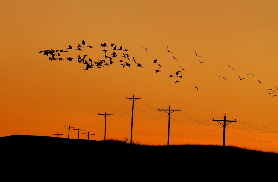 Sandhill Cranes Huron Wetland Management District South Dakota photo