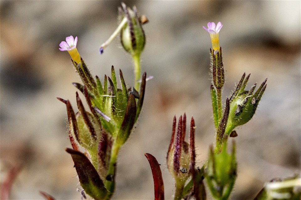 Microsteris gracilis var. humilior