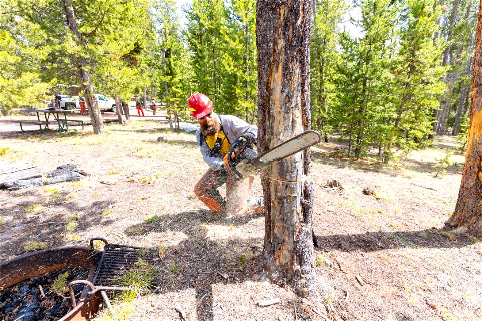 Hazard Tree Removal: making the face cut photo