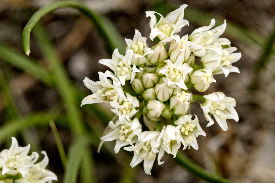 Allium textile