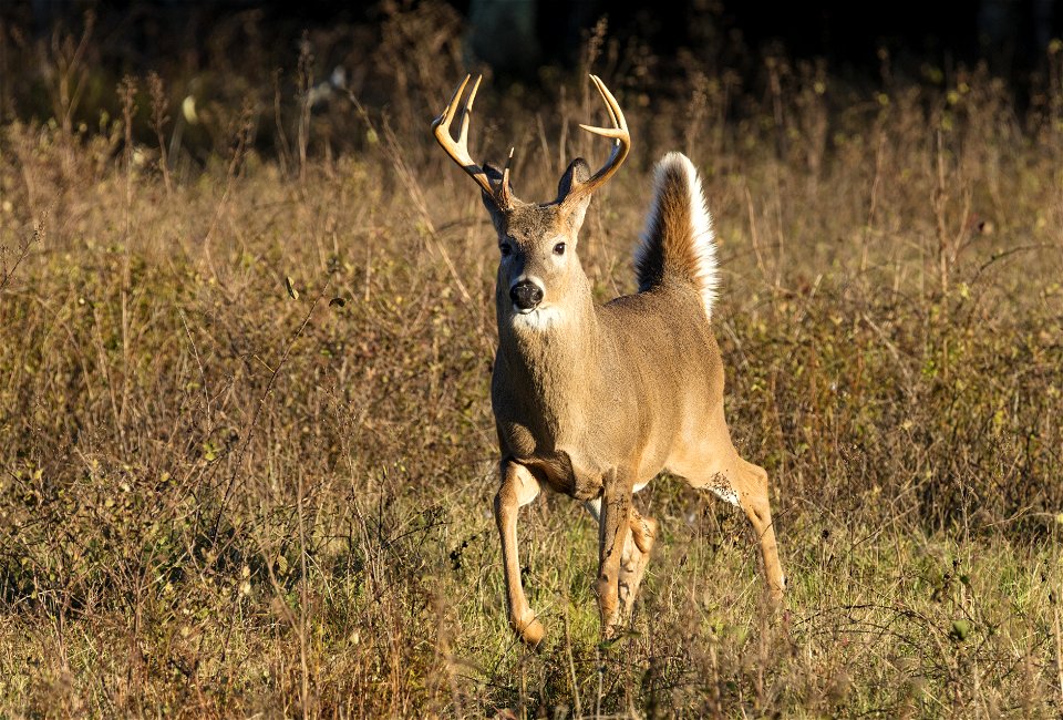 White Tailed Deer Buck at Attention photo