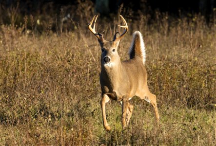 White Tailed Deer Buck at Attention